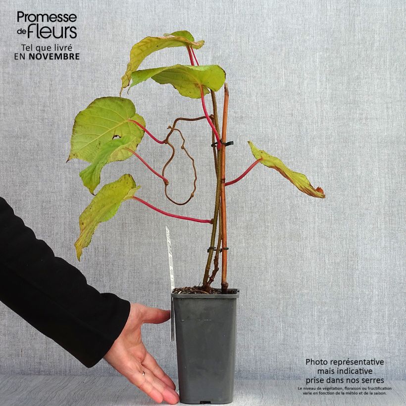 Exemplaar van Kiwi - Actinidia deliciosa Hayward BIO (vrouwelijk) Pot van 1,5 l/2 l zoals geleverd in de herfst