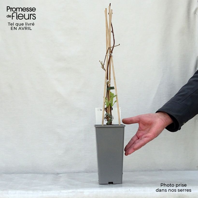 Exemplaar van Kiwi - Actinidia deliciosa Jenny Pot van 1,5 l/2 l zoals geleverd in de lente