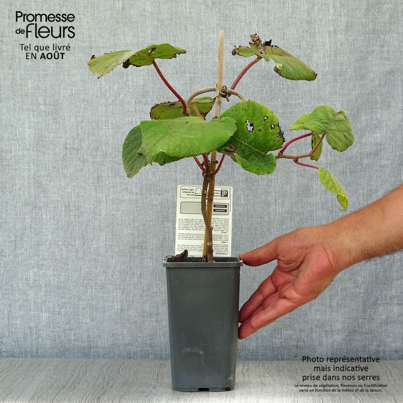 Exemplaar van Kiwi - Actinidia deliciosa Jenny BIO Pot van 1,5 l/2 l zoals geleverd in de zomer