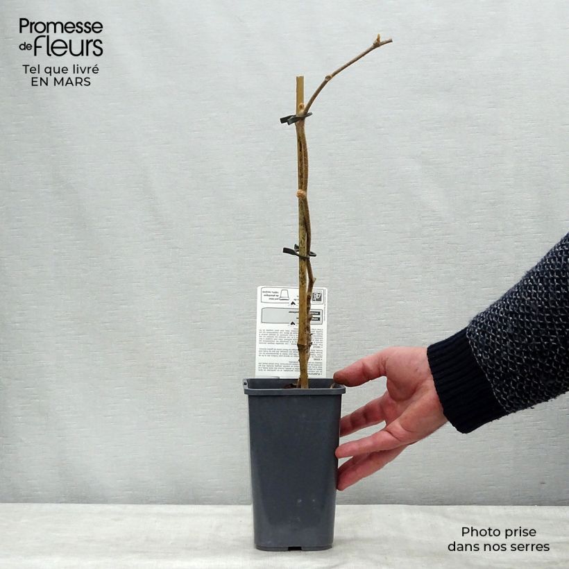 Exemplaar van Kiwi - Actinidia deliciosa Jenny BIO Pot van 1,5 l/2 l zoals geleverd in de lente