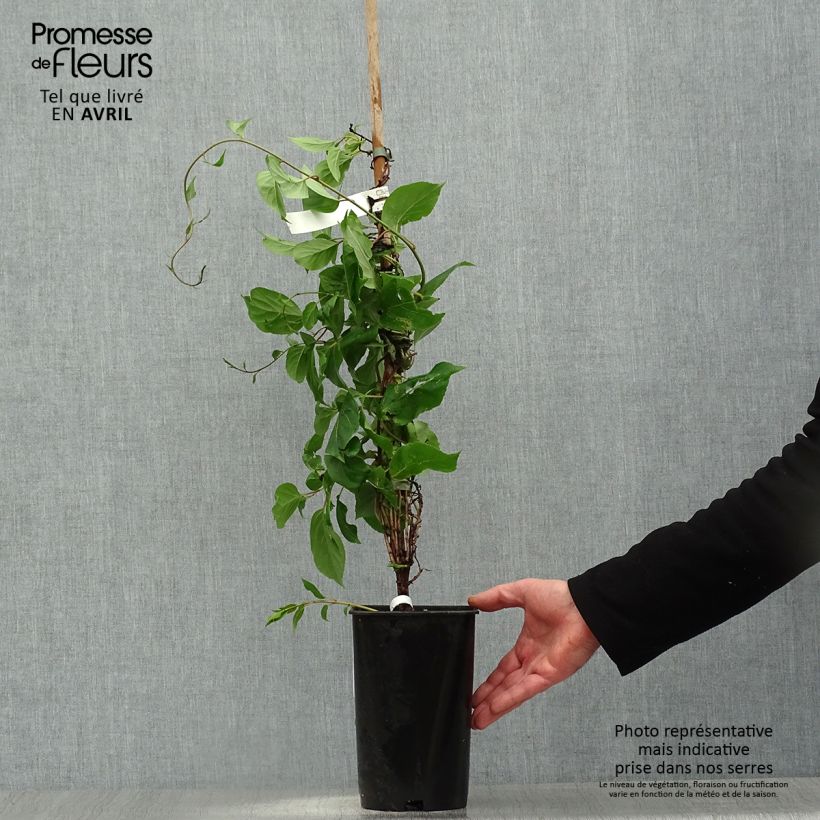 Example of Kiwibes - Actinidia arguta Bingo (vrouwelijk) Pot van 2 l/3 l as you get in printemps