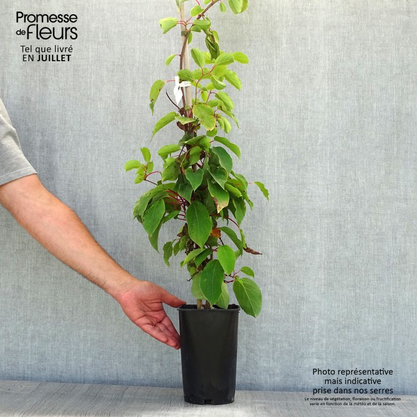 Exemplaar van Kiwibes - Actinidia arguta Bingo (vrouwelijk) Pot van 2 l/3 l zoals geleverd in de zomer