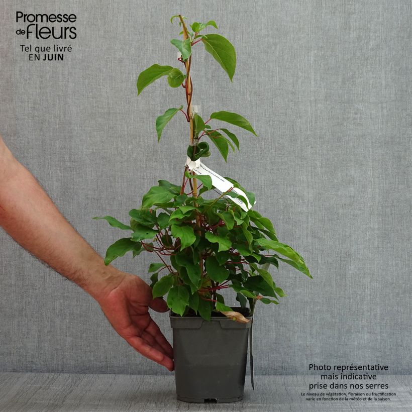 Exemplaar van Kiwibes - Actinidia arguta Prince Jumbo (mannelijk) Pot van 1,5 l/2 l zoals geleverd in de zomer