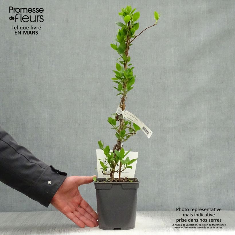 Example of Kiwibes - Actinidia arguta Prince Jumbo (mannelijk) Pot van 1,5 l/2 l as you get in printemps