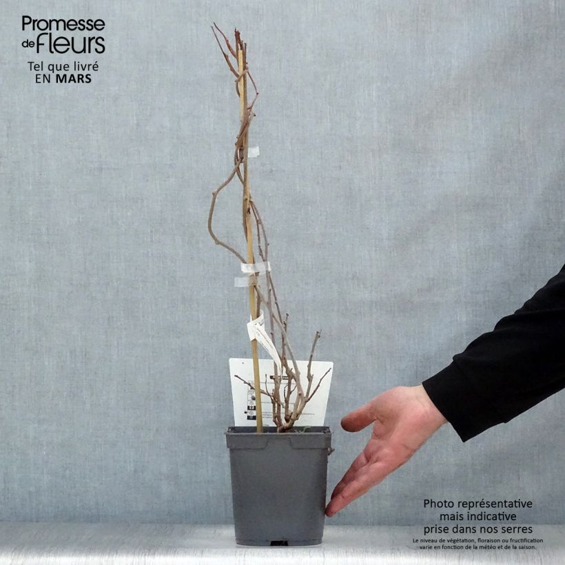 Example of Kiwibes - Actinidia arguta Red Jumbo (vrouwelijk) Pot van 1,5 l/2 l as you get in printemps