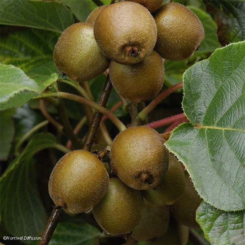 Gele kiwi - Actinidia chinensis Minkigold (Oogst)