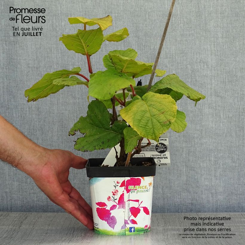 Exemplaar van Kiwi - Actinidia deliciosa Solissimo Pot van 1 l/1,5 l zoals geleverd in de zomer
