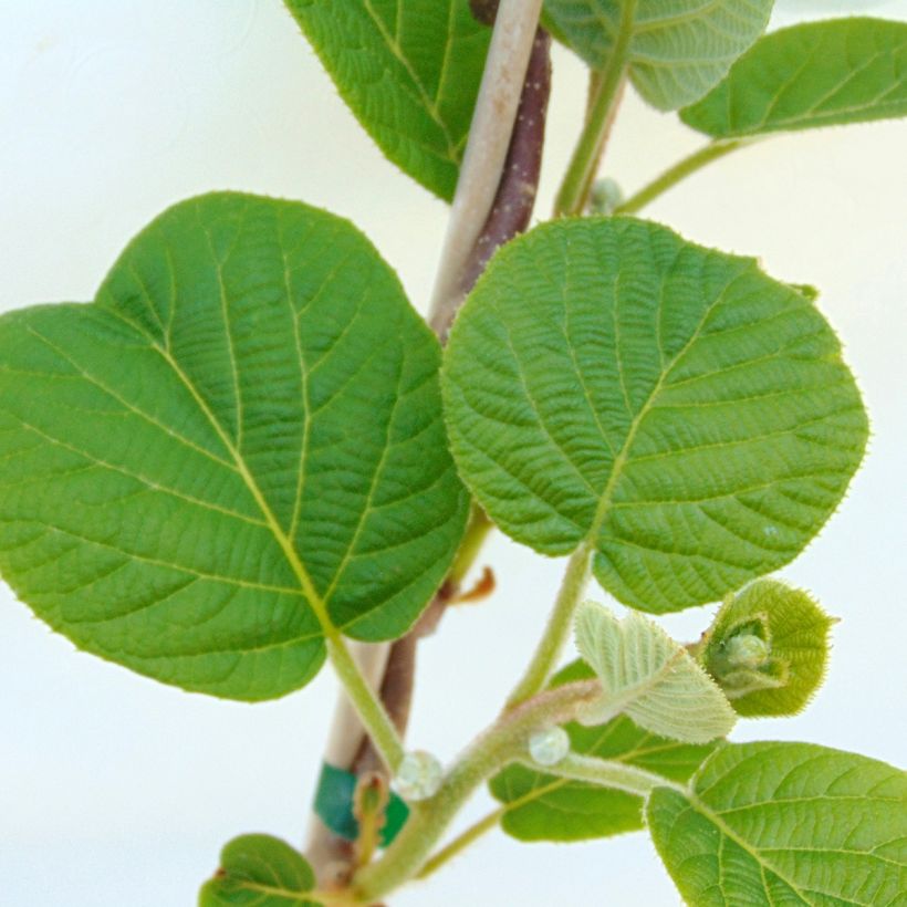 Kiwi - Actinidia chinensis Solissimo BIO (Blad)