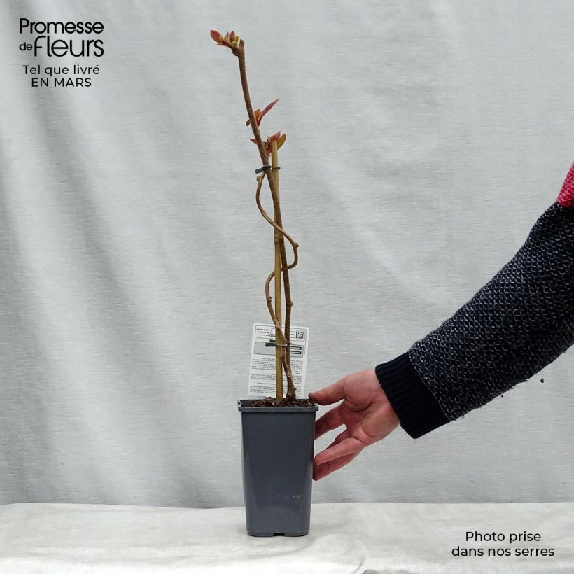 Example of Kiwi - Actinidia deliciosa Tomuri BIO (mannelijk) Pot van 1,5 l/2 l as you get in printemps