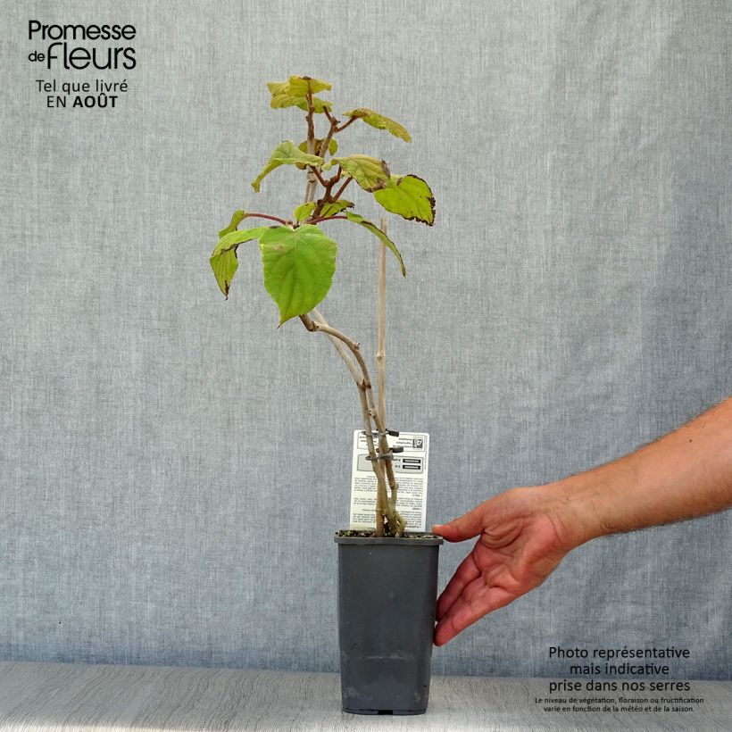 Exemplaar van Kiwi - Actinidia deliciosa Tomuri BIO (mannelijk) Pot van 1,5 l/2 l zoals geleverd in de zomer