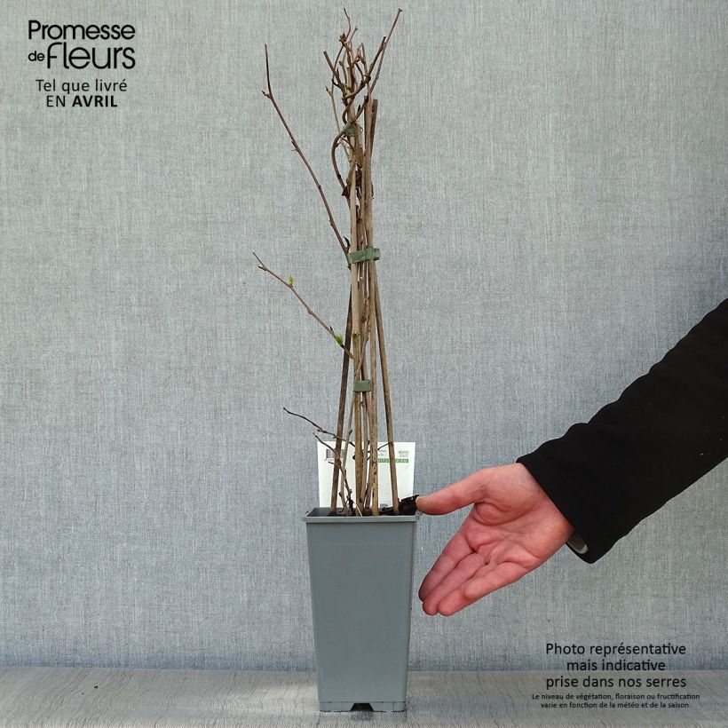 Example of Kiwibes - Actinidia arguta Bayern (vrouwelijk) Pot van 2 l/3 l as you get in printemps