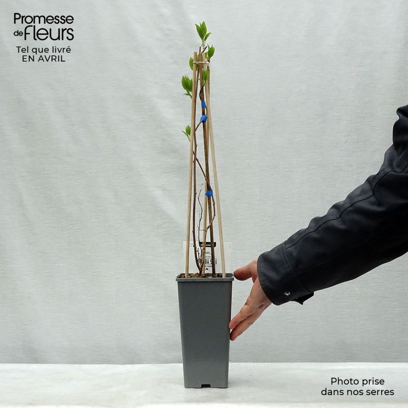 Example of Kiwibes - Actinidia arguta Geneva (vrouwelijk) Pot van 1,5 l/2 l as you get in printemps