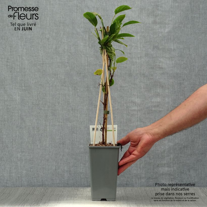 Exemplaar van Kiwibes - Actinidia arguta Geneva (vrouwelijk) Pot van 1,5 l/2 l zoals geleverd in de zomer