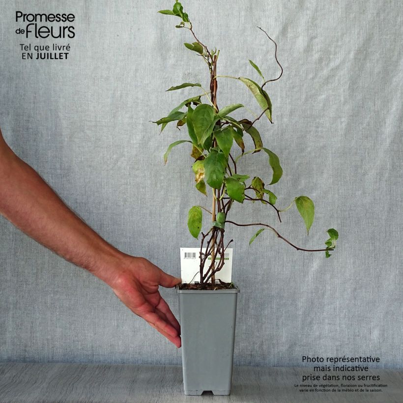 Exemplaar van Kiwibes - Actinidia arguta Issai Pot van 1,5 l/2 l zoals geleverd in de zomer