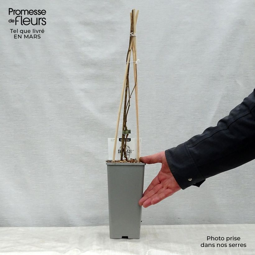 Exemplaar van Kiwibes - Actinidia arguta Issai Pot van 1,5 l/2 l zoals geleverd in de lente