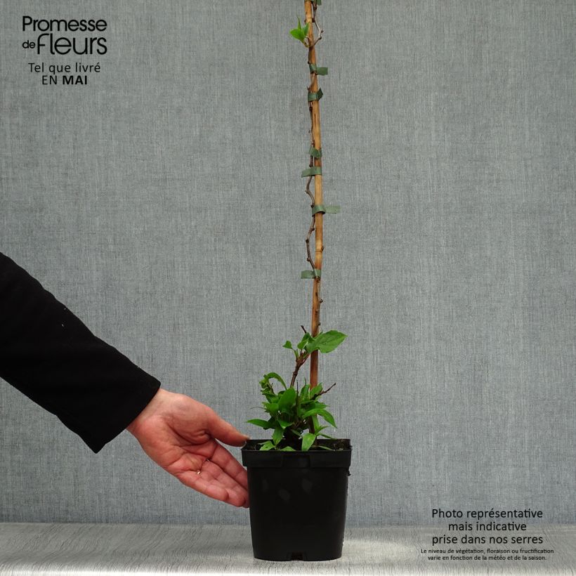 Example of Kiwibes - Actinidia arguta Ken's Red  (vrouwelijk) Pot van 1,5 l/2 l as you get in printemps