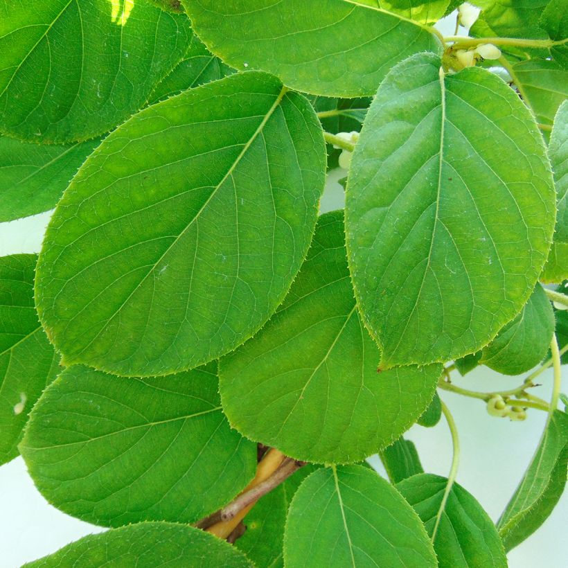 Kiwibes- Actinidia arguta Kokuwa (Blad)