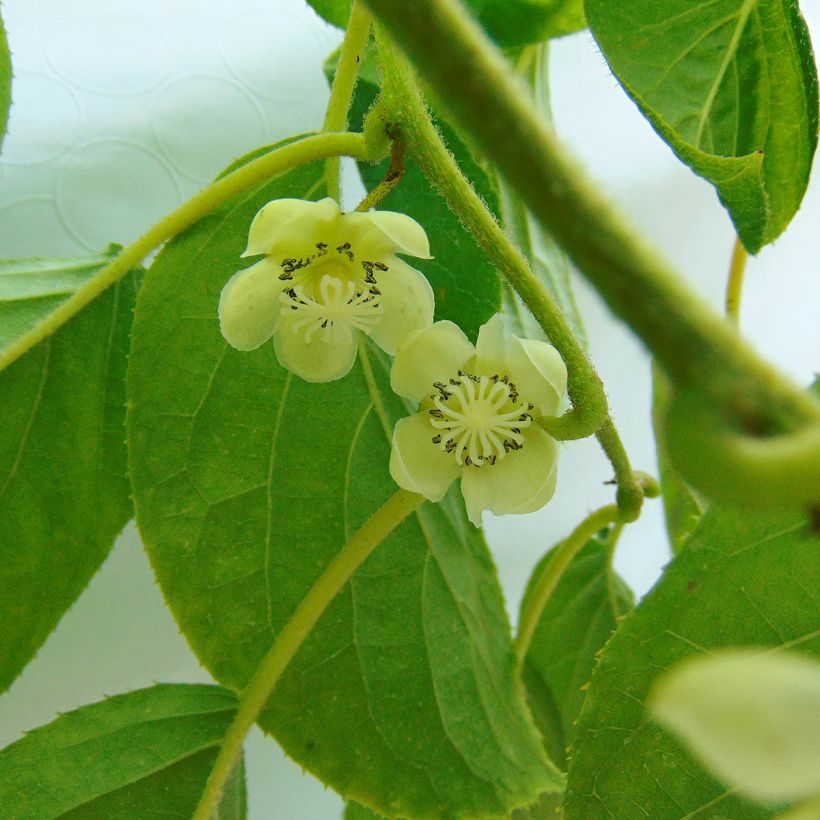 Kiwibes- Actinidia arguta Kokuwa (Bloei)