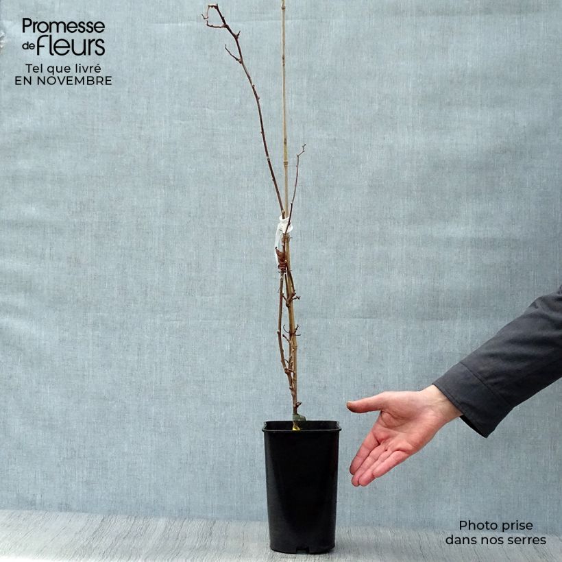Exemplaar van Kiwibes- Actinidia arguta Kokuwa Pot van 2 l/3 l zoals geleverd in de herfst