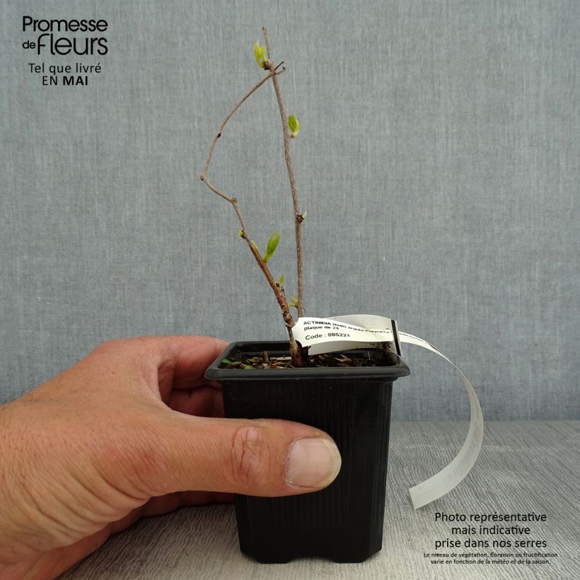 Exemplaar van Mini-kiwi - Actinidia arguta Purpurea Kweekpotje van 8/9 cm zoals geleverd in de lente