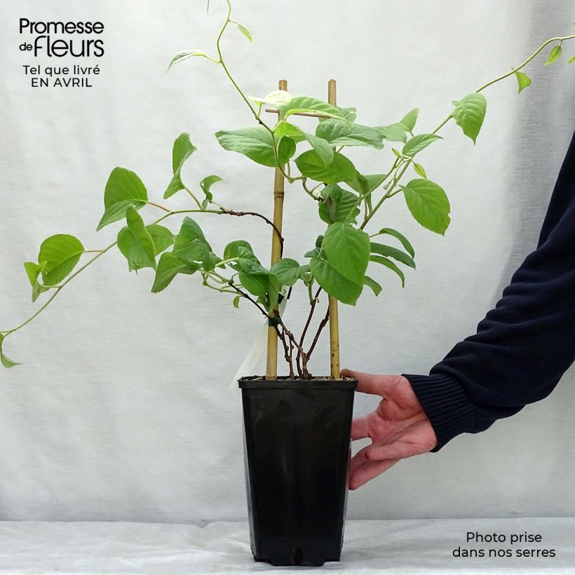 Exemplaar van Kiwibes - Actinidia arguta Vitikiwi Pot van 2 l/3 l zoals geleverd in de lente