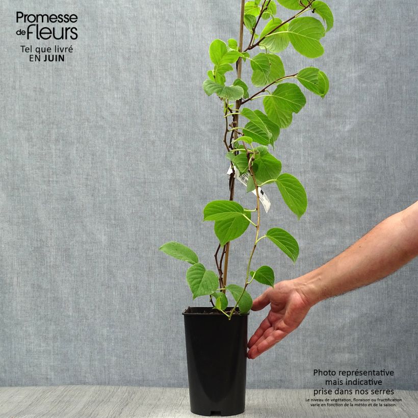 Exemplaar van Kiwibes - Actinidia arguta Vitikiwi Pot van 2 l/3 l zoals geleverd in de zomer
