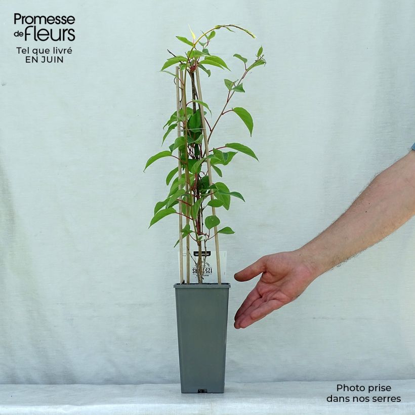 Exemplaar van Mini-kiwi - Actinidia arguta Weiki Pot van 1,5 l/2 l zoals geleverd in de zomer