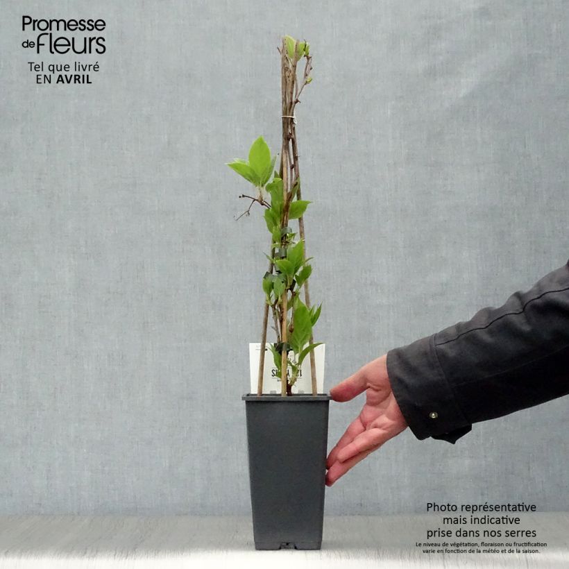 Exemplaar van Mini-kiwi - Actinidia arguta Weiki Pot van 1,5 l/2 l zoals geleverd in de lente