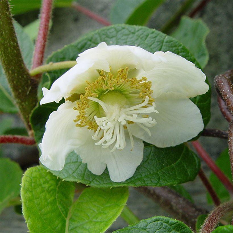 Kiwi - Actinidia chinensis Golden Delight (mannelijk) (Flowering)