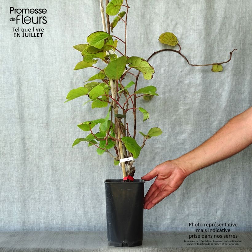 Exemplaar van Kiwi - Actinidia deliciosa Montcap Pot van 2 l/3 l zoals geleverd in de zomer