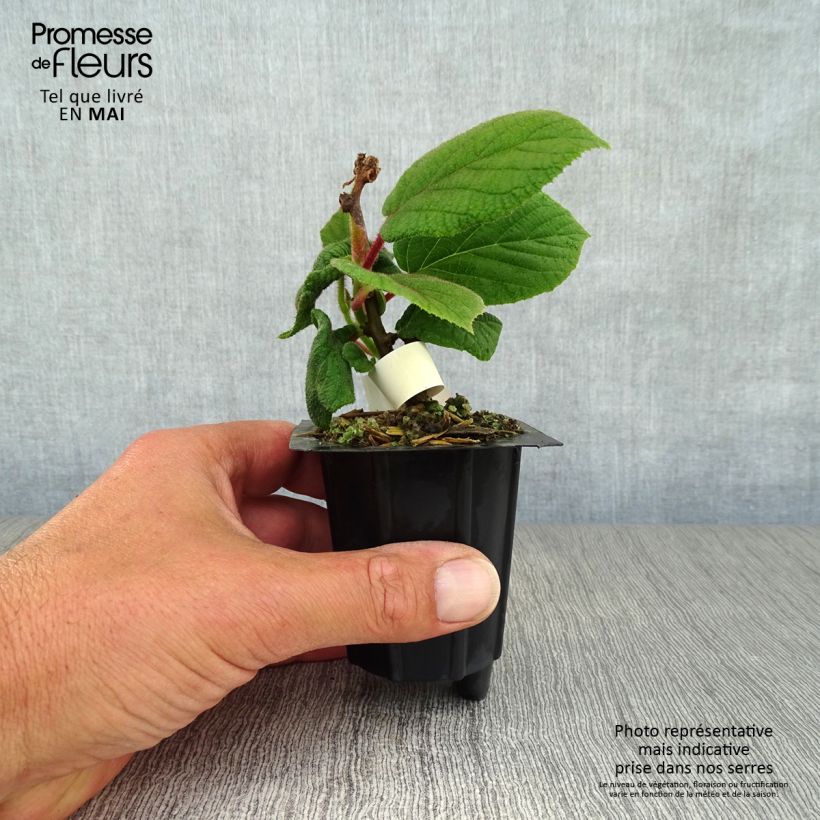 Example of Kiwi - Actinidia deliciosa Monty (vrouwelijk) Kweekpotje van 8/9 cm as you get in printemps