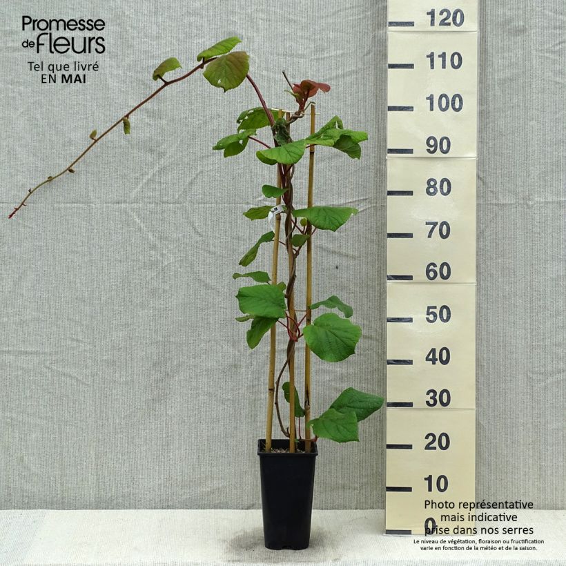 Example of Kiwi - Actinidia deliciosa Monty (vrouwelijk) Pot van 2 l/3 l as you get in printemps