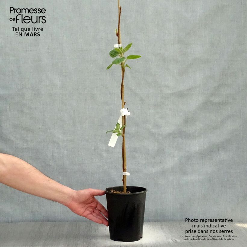 Example of Kiwi - Actinidia deliciosa Belen (mannelijk) Pot van 2 l/3 l as you get in printemps
