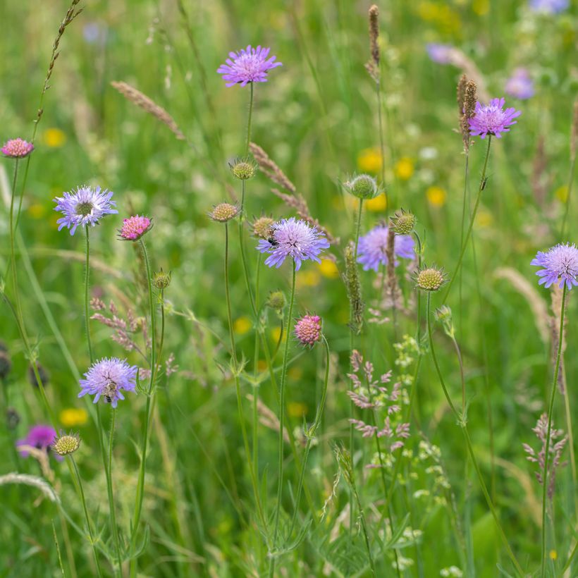 Knautia arvensis - Beemdkroon (Groeiplaats)