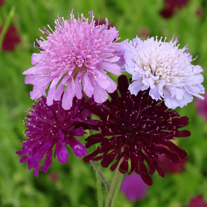 Knautia macedonica Melton Pastels (zaad) - Beemdkroon (Bloei)
