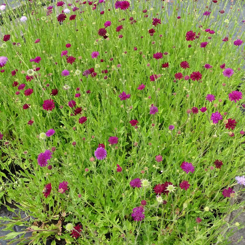 Knautia macedonica Melton Pastels (zaad) - Beemdkroon (Groeiplaats)