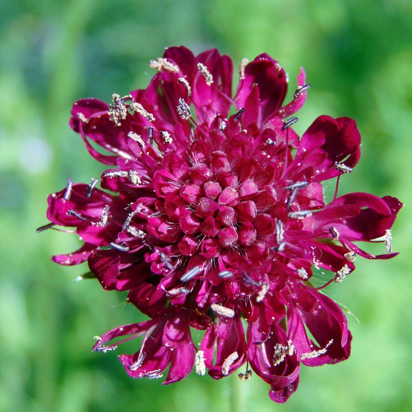 Knautia macedonica - Beemdkroon (Bloei)