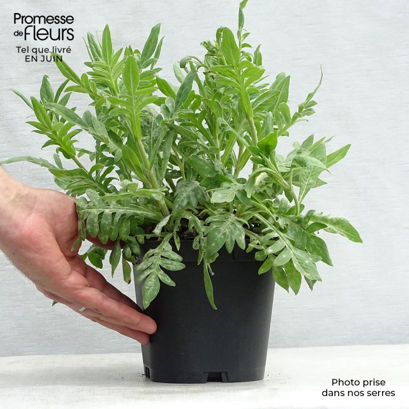Exemplaar van Knautia macedonica - Beemdkroon Pot van 2 l/3 l zoals geleverd in de zomer