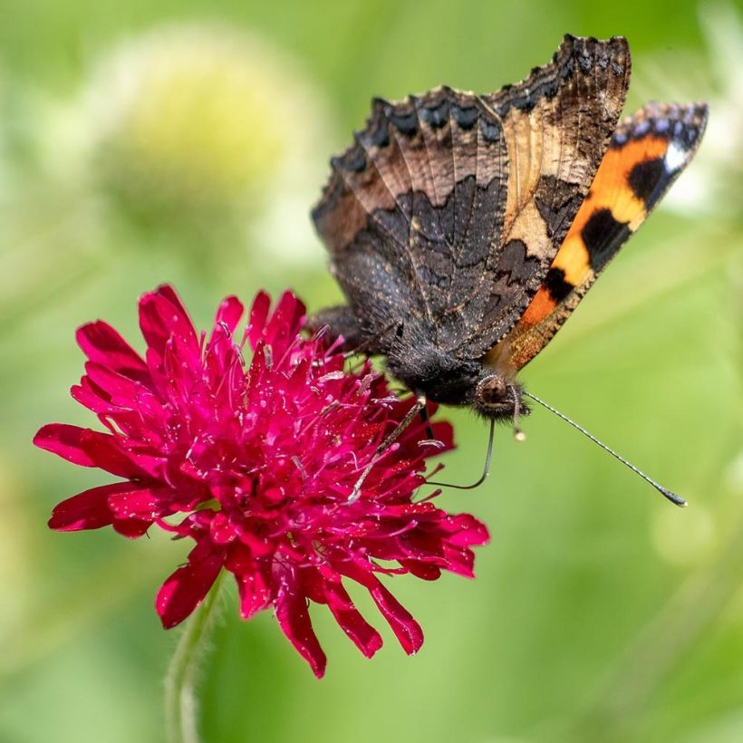 Knautia macedonica Red Knight - Beemdkroon (Bloei)