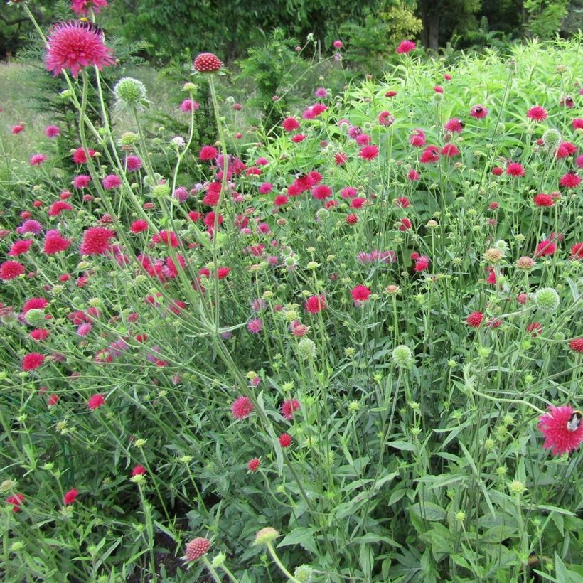 Knautia macedonica Red Knight - Beemdkroon (Groeiplaats)