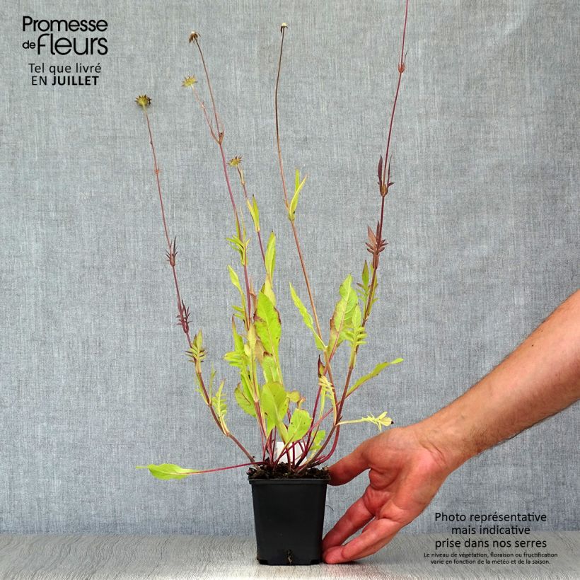 Exemplaar van Knautia macedonica Red Knight - Beemdkroon Kweekpotje van 8/9 cm zoals geleverd in de zomer