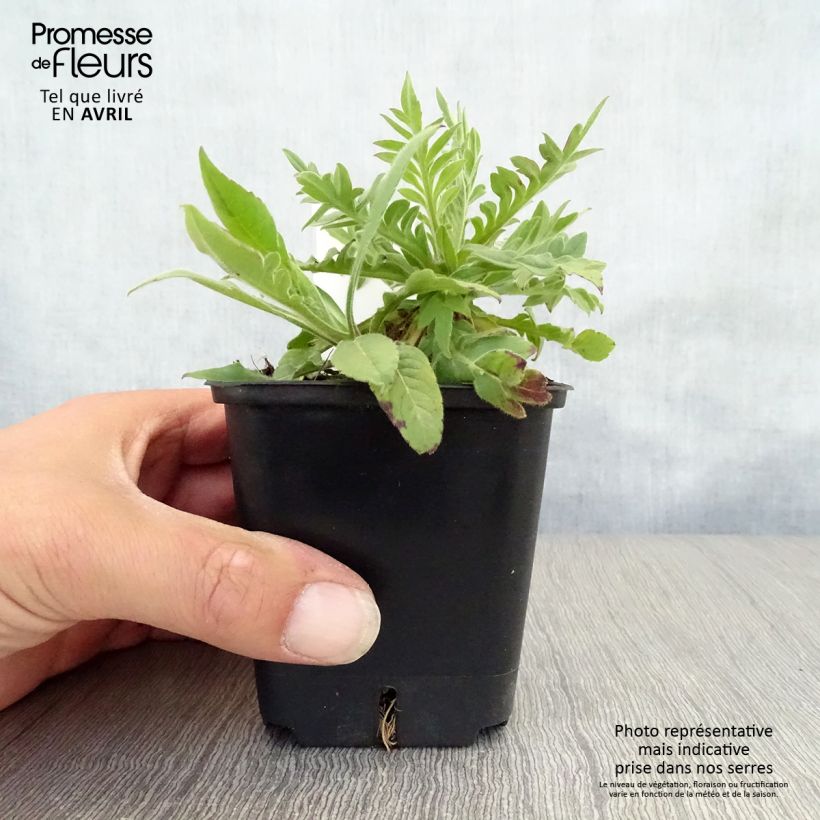 Exemplaar van Knautia macedonica Red Knight - Beemdkroon Kweekpotje van 8/9 cm zoals geleverd in de lente