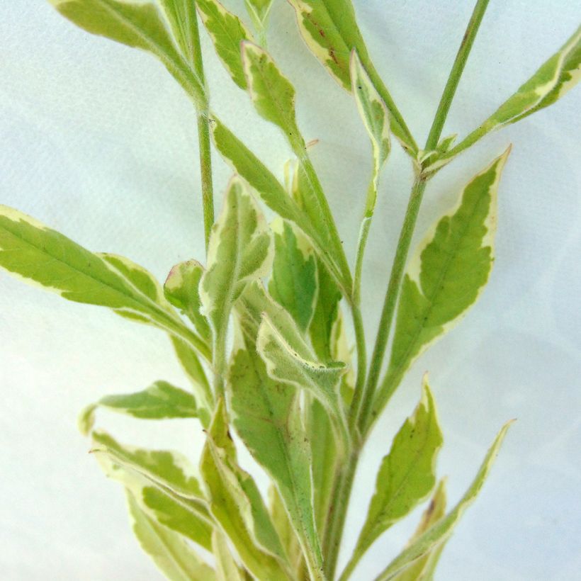 Knautia macedonica Thunder and Lightning - Beemdkroon (Blad)