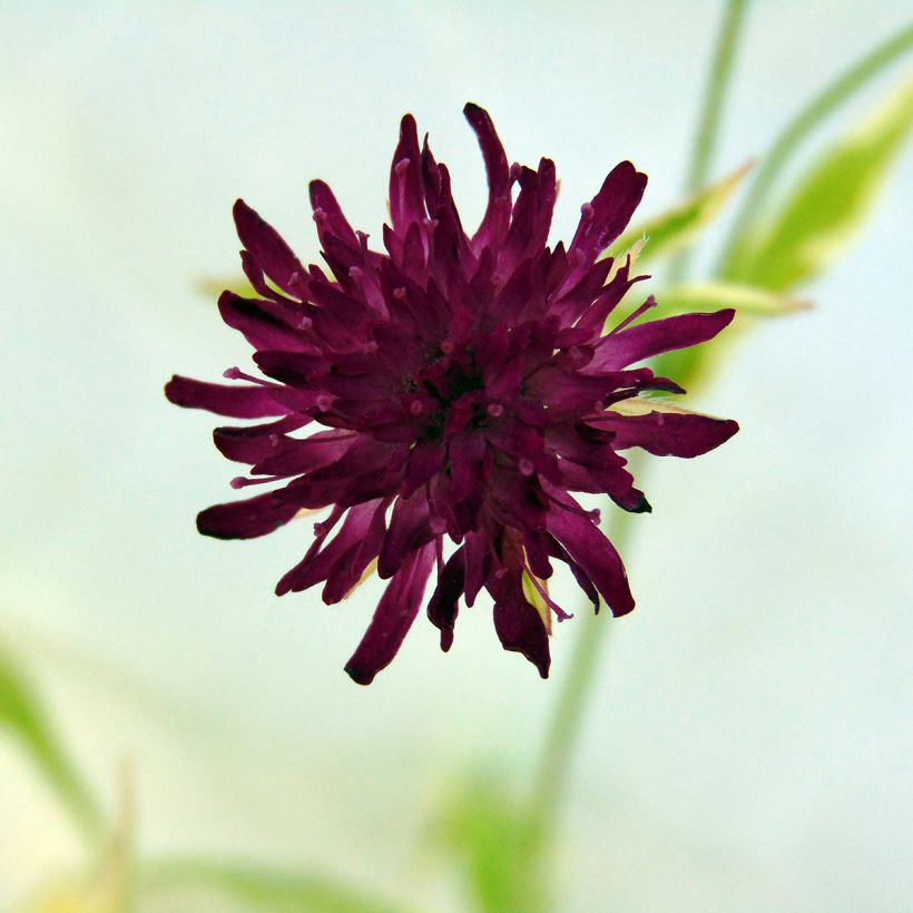 Knautia macedonica Thunder and Lightning - Beemdkroon (Bloei)