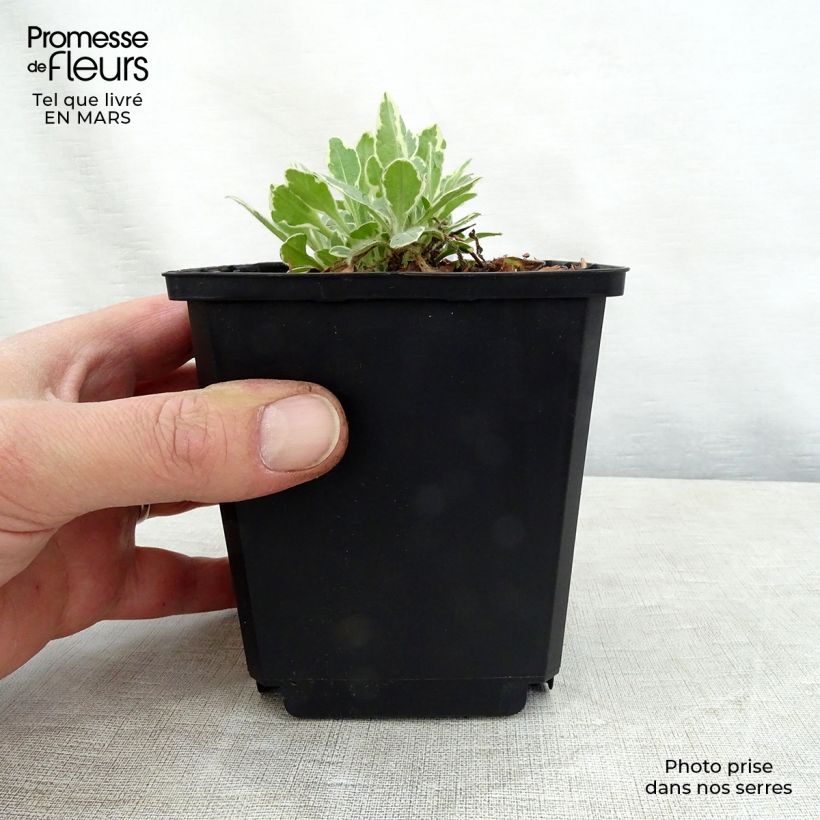 Exemplaar van Knautia macedonica Thunder and Lightning - Beemdkroon Kweekpotje van 8/9 cm zoals geleverd in de lente