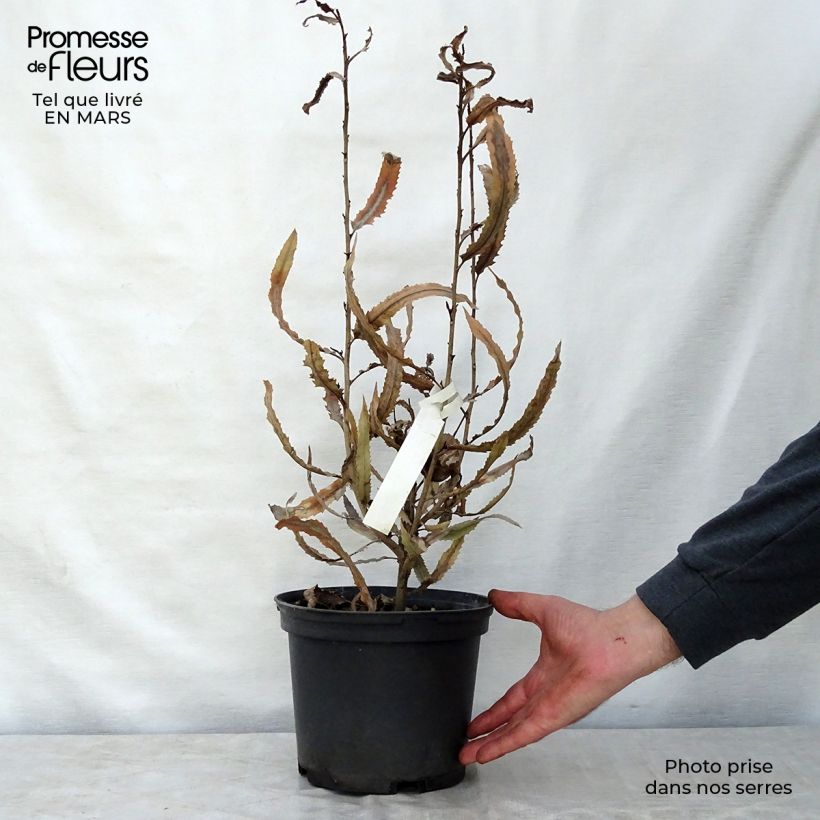 Exemplaar van Knightia excelsa - Rewarewa Pot van 3 l/4 l zoals geleverd in de lente