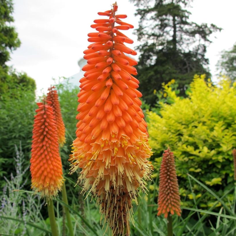 Kniphofia Alcazar - Vuurpijl (Bloei)