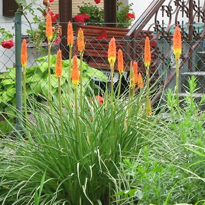 Kniphofia Alcazar - Vuurpijl (Groeiplaats)