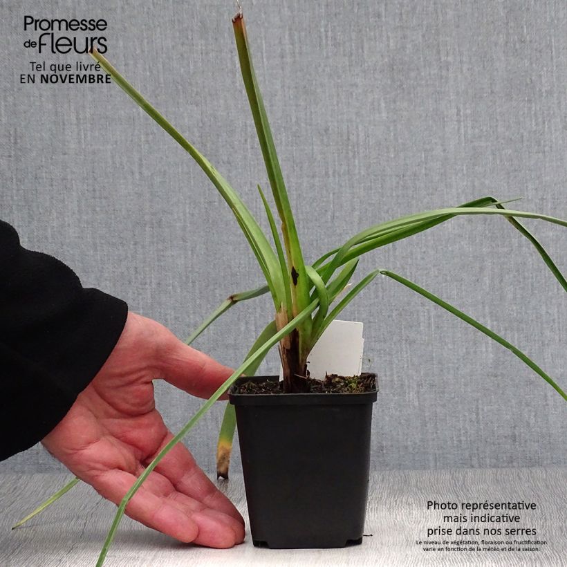 Exemplaar van Kniphofia Alcazar - Vuurpijl Kweekpotje van 8/9 cm zoals geleverd in de herfst