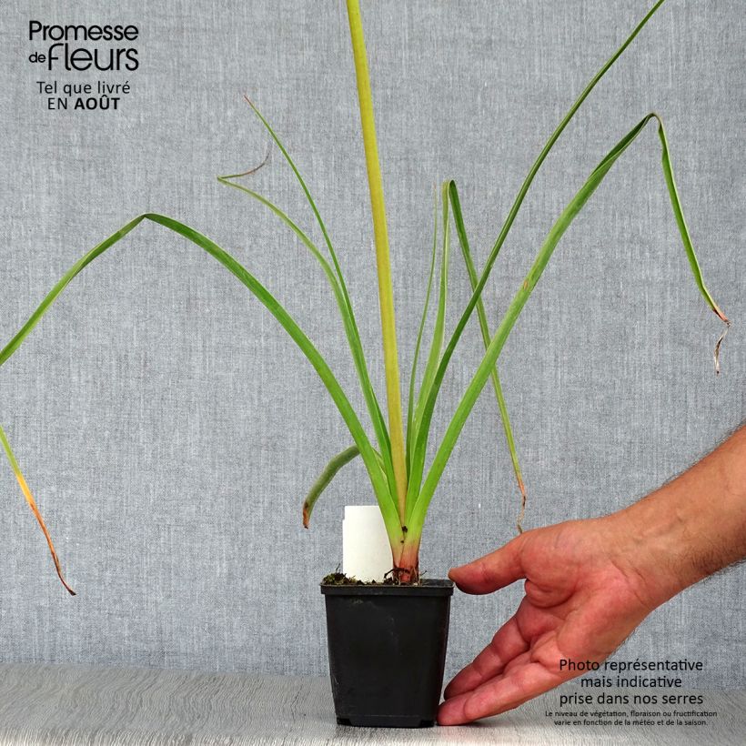 Exemplaar van Kniphofia Alcazar - Vuurpijl Kweekpotje van 8/9 cm zoals geleverd in de zomer